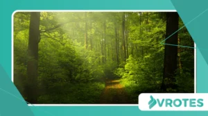Forest Bathing: Natural Stress Relief for Hormonal Imbalance