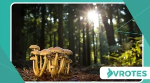 How to Use Adaptogenic Mushrooms During Menopause