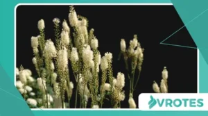 The Truth About Black Cohosh: Benefits and Risks