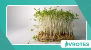 Sprouting and Fermentation: Ancient Techniques with Modern Benefits