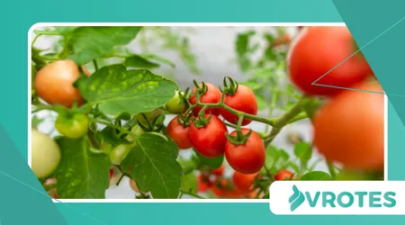 Rise of Regenerative Farming